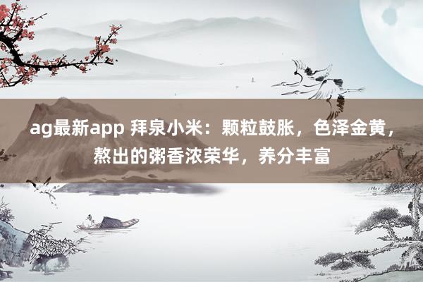 ag最新app 拜泉小米：颗粒鼓胀，色泽金黄，熬出的粥香浓荣华，养分丰富