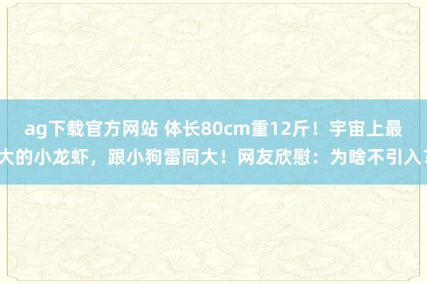 ag下载官方网站 体长80cm重12斤！宇宙上最大的小龙虾，跟小狗雷同大！网友欣慰：为啥不引入？
